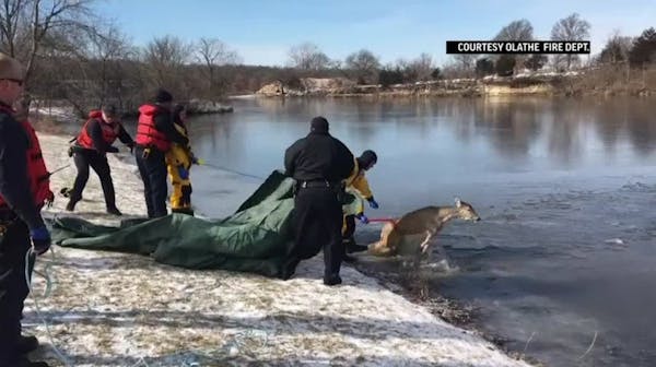 Deer rescued from icy Kansas lake