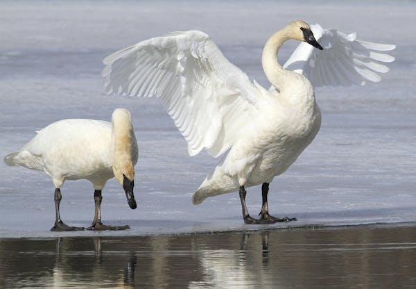Trumpeter swans, like these pictured in a file photo from Alaska, were among the birds counted near Afton on New Year’s Day.