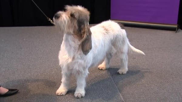 Westminster dog show unveils new breeds