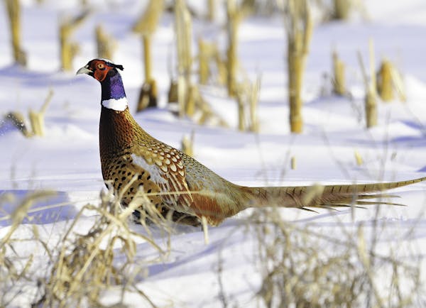 So that more ring-necked pheasants can be found in Minnesota’s snow-covered cornfields, the state Department of Natural Resources last week signed a