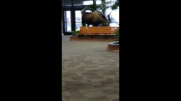 Moose wanders into Alaska hospital building