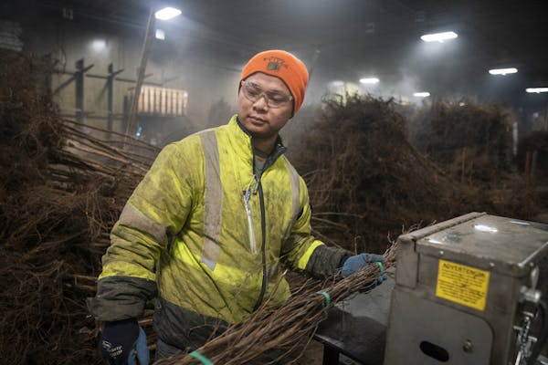 Assistant foreman Myint Soe, a Karen refugee, ties trees together in the Bailey Nurseries warehouse.