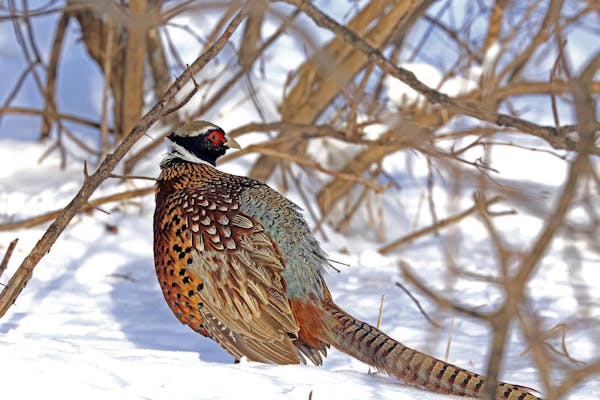 In this undated file photo, a pheasant walks through the snow in the winter in Minnesota.