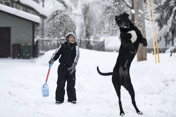Jayden Garcia, 10, took advantage of a snow day Wednesday to play with his dog, Milo, 2, in the alley behind his Robbinsdale home.