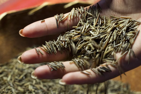 Members of the White Earth Band of Ojibwe are seeking ways to codify their “spiritual connection” to wild rice.