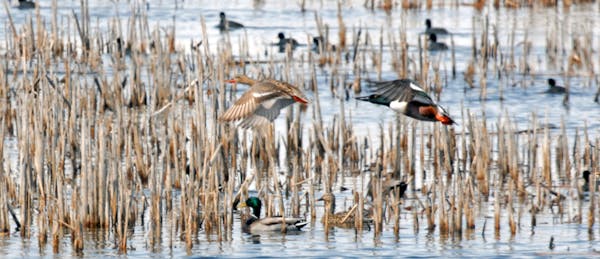 About 4 percent of Lac qui Parle County is in public ownership. Those lands and waters are valued year-round by a variety of wildlife, especially duck