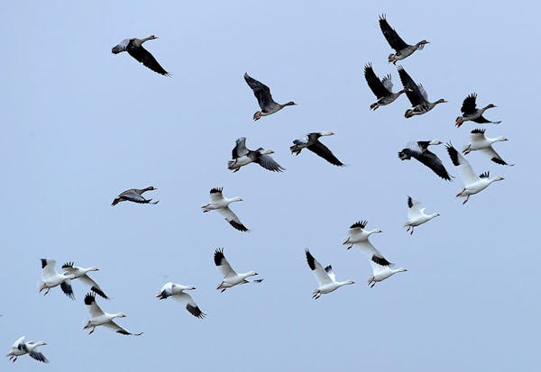FILE - In this Wednesday, Feb. 15, 2012, file photo, migratory birds fly over Mad Island, Texas.