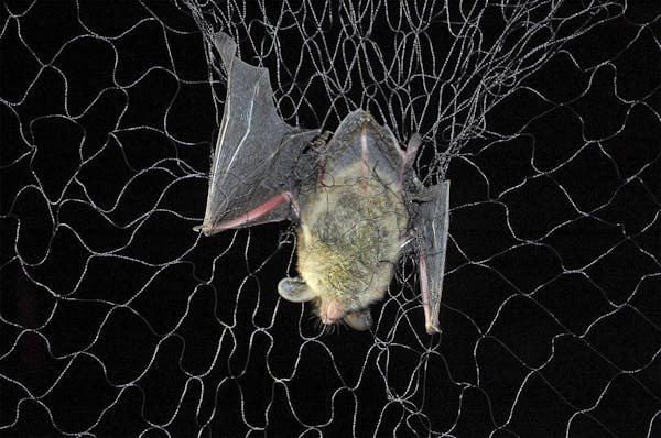 White-nose syndrome was discovered in Minnesota in 2015. Since then, the disease is believed to have killed more than 90% of bats in important hiberna