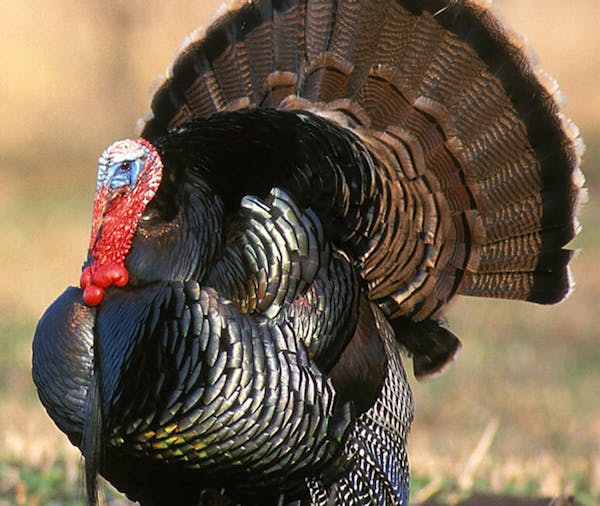 The tom wild turkey will be sought after at the first ever Governor’s Turkey Opener.