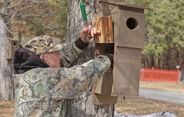 Arnold Krueger of rural Le Center, Minn., cleaned one of 58 wood duck houses in his yard. Many wood ducks in Minnesota are dependent on well-maintaine