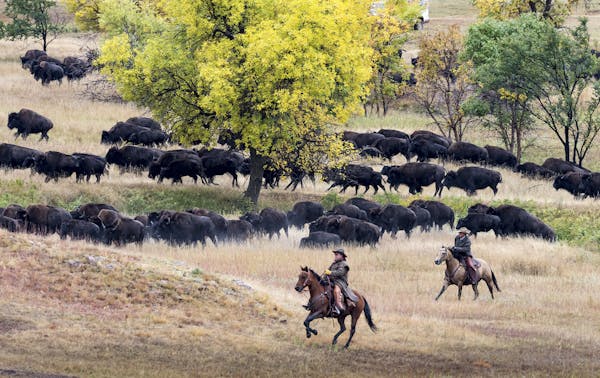 Custer State Park Buffalo Roundup: Each fall, the ground rumbles as the 1,300-head bison herd is brought in.