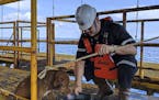 In this Friday, April 12, 2019, photo, a dog is taken care by an oil rig crew after being rescued in the Gulf of Thailand. The dog found swimming more