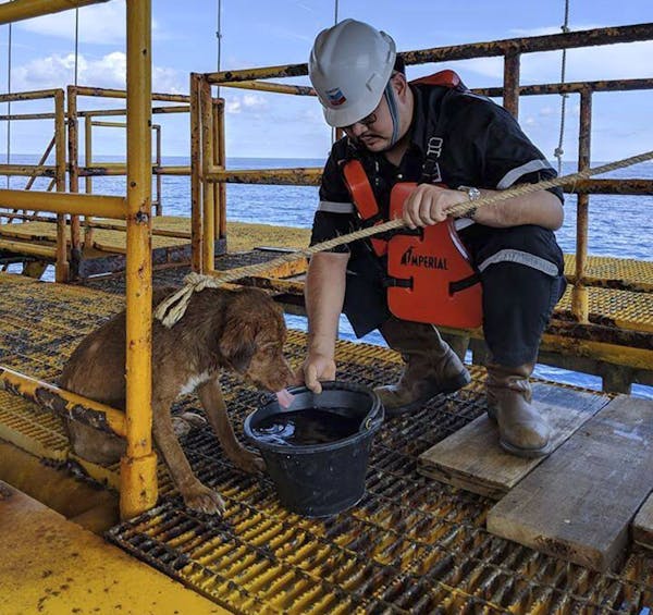 In this Friday, April 12, 2019, photo, a dog is taken care by an oil rig crew after being rescued in the Gulf of Thailand. The dog found swimming more