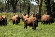 Bison from NorthStar Bison in Wisconsin roamed their new home in June 2018 at the University of Minnesota’s Cedar Creek Ecosystem Science Reserve ne