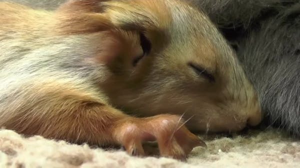Nursing cat adopts orphaned baby squirrels