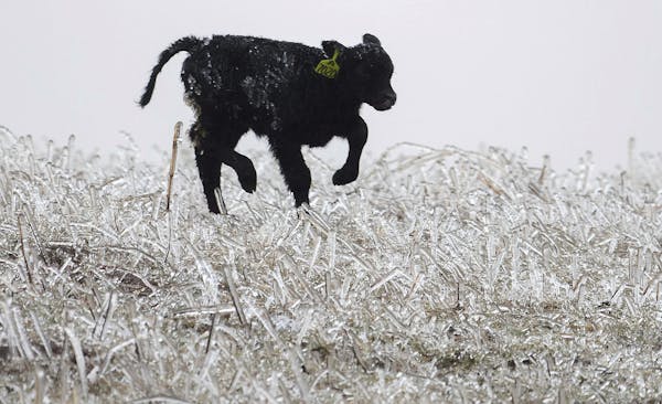 A calf runs through an icy field outside of Kilgore, Neb., Wednesday. Even before a storm swept through the Midwest, farmers in Minnesota and througho