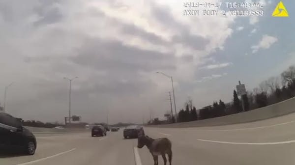 Officer corrals donkey on Chicago-area interstate