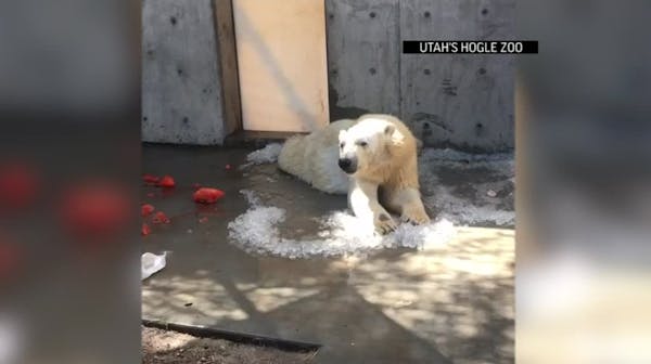 Utah zoo's polar bear chills out with ice cubes