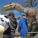 The Dinosaurs Alive! attraction at Valleyfair could move to the Minnesota Zoo.
