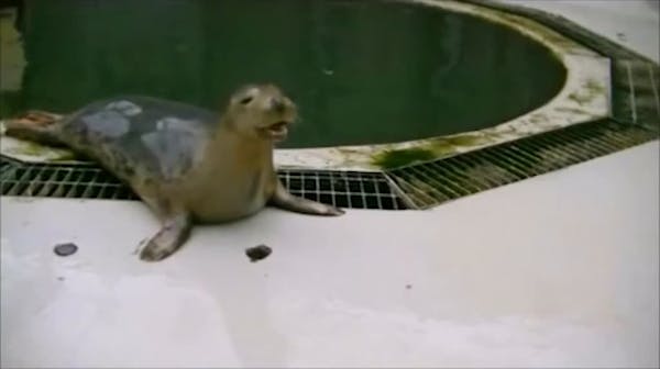 U.K. study shows seals 'singing' by copying human voice