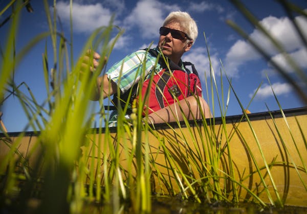 St. Louis River Alliance Executive Director Kris Eilers reached down to test some growing stalks in a patch of wild rice.