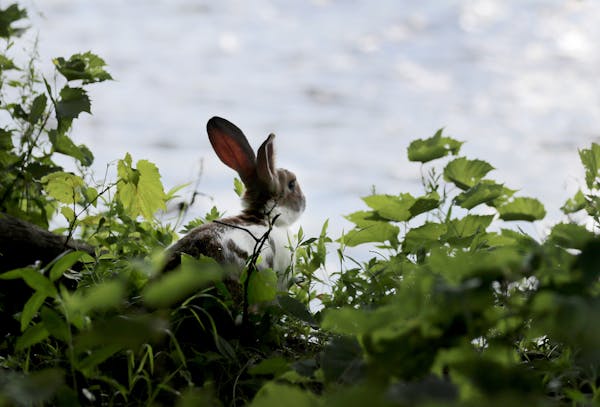 A rabbit peeked at the Mississippi River. Caleb Smith hopes to keep his rabbit island rustic, “like the Boundary Waters,” he said.