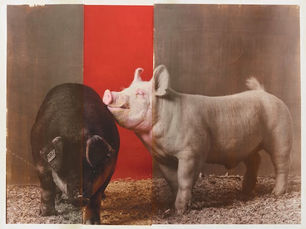 R.J. Kern ‘s “The Best of the Best” features portraits of livestock from the 2018 State Fair made using a 19th-century bronze-tinted salt photo 