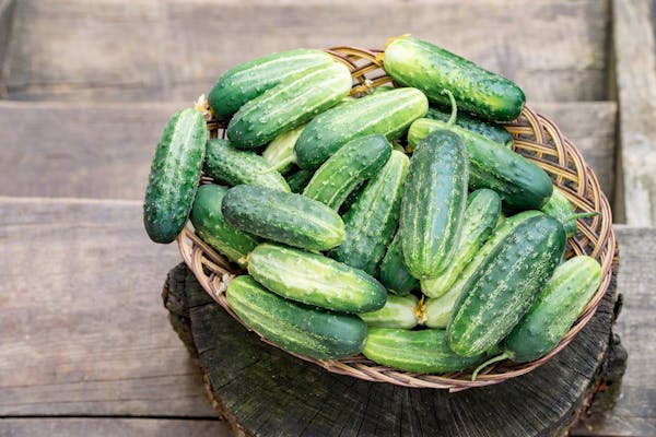 Cucumbers are plentiful this time of year — sometimes a little too plentiful.