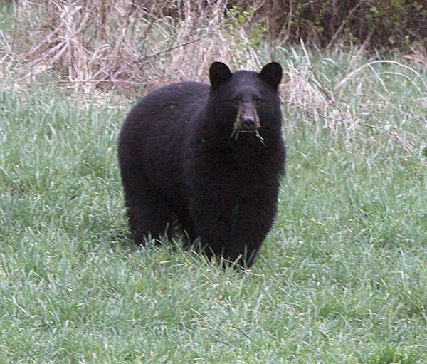 In this April 22, 2012, photo, a black bear grazes in a field in Calais, Vt. Minnesota bear experts say that black bear attacks are rare and fatal att