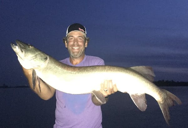 Brian Castro caught this muskie fishing on the Northwest Angle near the Minnesota-Canada border,