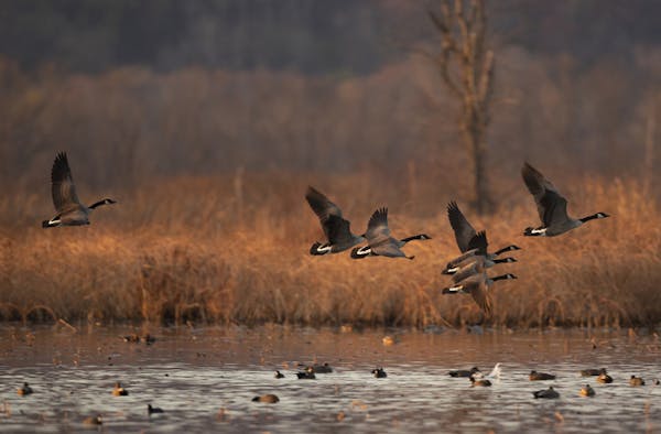 Minnesota’s early Canada goose season is nigh. The 15-day hunt, with its five-goose bag limit, opens next Sunday.