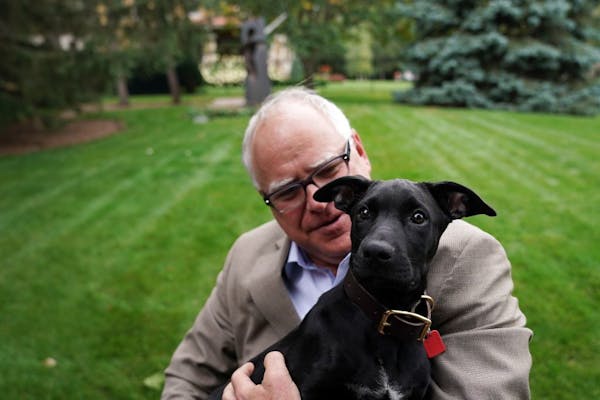 Gov. Tim Walz held Scout, a three-month-old black lab mix that the Walz family adopted, on Thursday.
