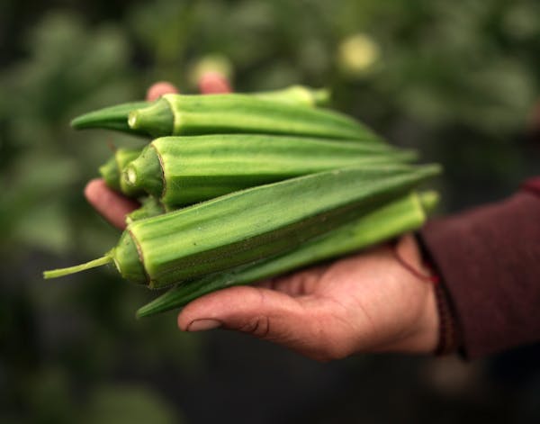 Okra is the new star on restaurant plates, and it’s increasingly grown by Untiedt’s Vegetable Farm, above, and other local growers.
