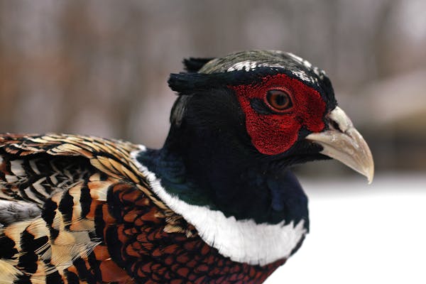 In this picture: Detail of live ring neck pheasant