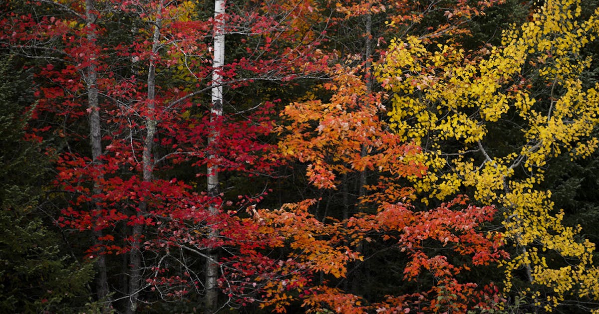 Where to see fall color: 3 great autumn drives in Minnesota