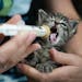 A kitten took a break while being fed formula with a syringe and rubber nipple by a Bitty Kitty Brigade volunteer.