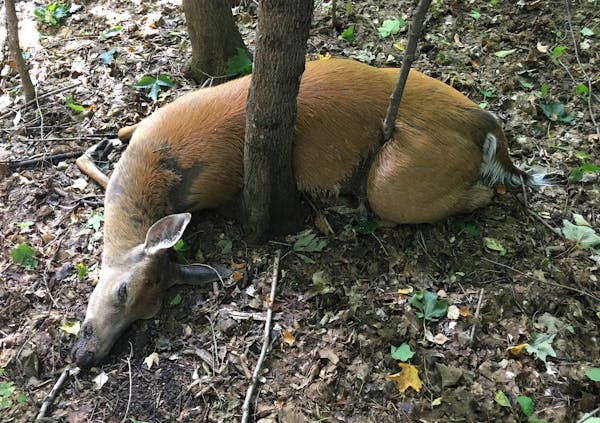 This deer, found with others on private land near Rice, Minn., may have died of epizootic hemorrhagic disease (EHD), a deer killer that has been preva