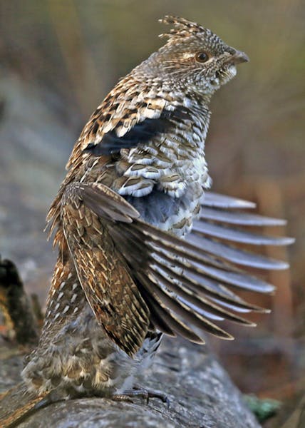 A ruffed grouse drummed on a log. Those counts are no longer accurate in predicting fall numbers of ruffed grouse.