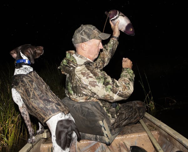 Predawn on the 2019 Minnesota waterfowl opener, Rolf Moen of Nisswa pitched a decoy while Sally, a 4-year-old German shorthair pointer, kept a close w