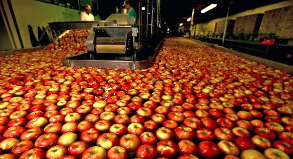 Honeycrisp apples are by far the most popular apple in the upper Midwest.