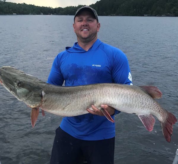 Corey Kitzmann of Davenport, Iowa, owns the new Minnesota muskie release record. He caught this 57¼ inch fish while on Lake Vermilion on Aug. 6, 2019