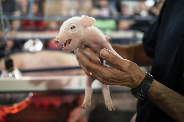 A newborn piglet is held just hours after birth in the CHS Miracle of Birth Center at the Minnesota State Fair.