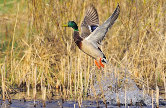 Mallards, wood ducks and blue-winged teal lead the state's harvest