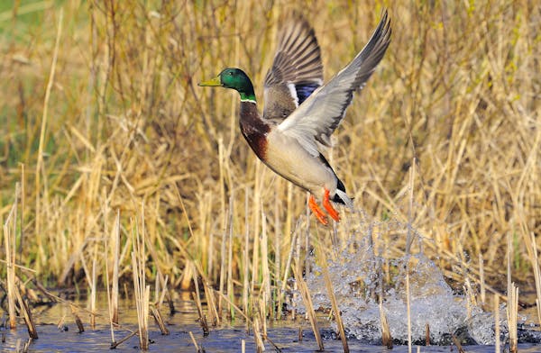 Mallard Duck drake is taking flight from marsh.