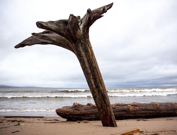 Driftwood was flipped upside down along the shoreline of Park Point on Tuesday due to gale force winds and intense waves that battered Duluth on Monda
