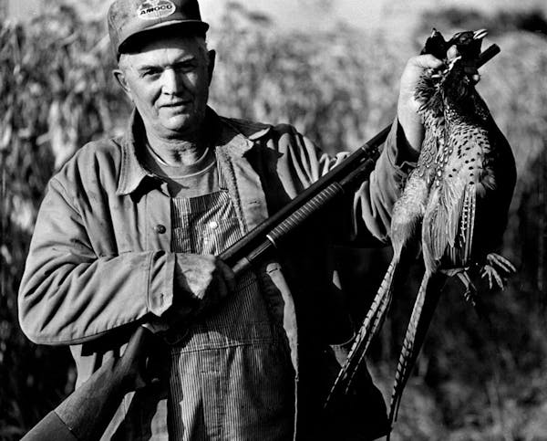 Ed Larson of Wyoming, Minn., bagged two cock pheasants in the first half-hour of the 1982 pheasant season. ORG XMIT: MIN2015100609553120