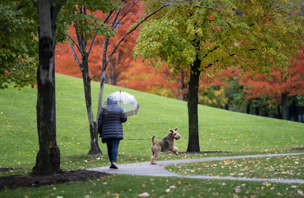 Cindy Berg used an umbrella as she walked her dog Crispin through Gold Medal Park in Minneapolis on her lunch break Tuesday.