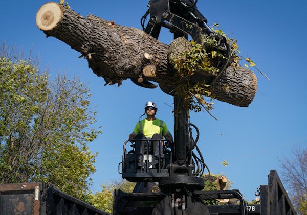 Nate Struck operated the "clam" to pick up the logs and branches from the street after a St. Paul forestry crew cut down a tree on View Street. ] Shar