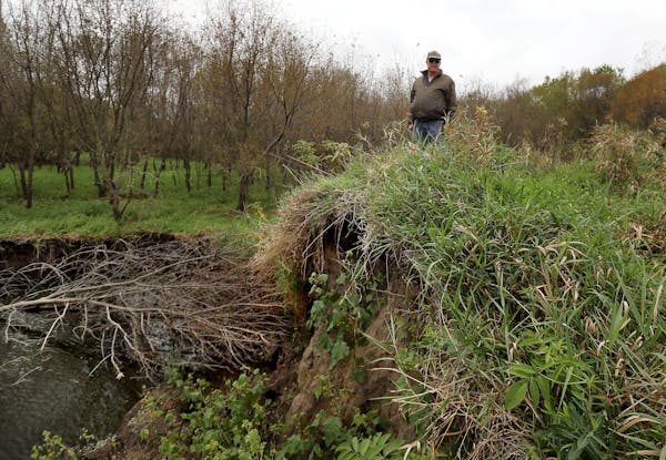 Landowner Albert Carlson stands atop a blown out earthen dike where this spring the nearby flood-swollen Zumbro River busted an 80 foot-long hole in t