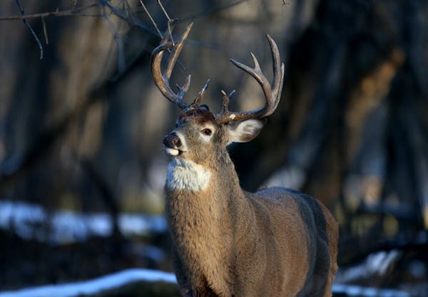 Are white-tailed deer susceptible to carrying a common farmland chemical in their systems? Research says it’s possible.